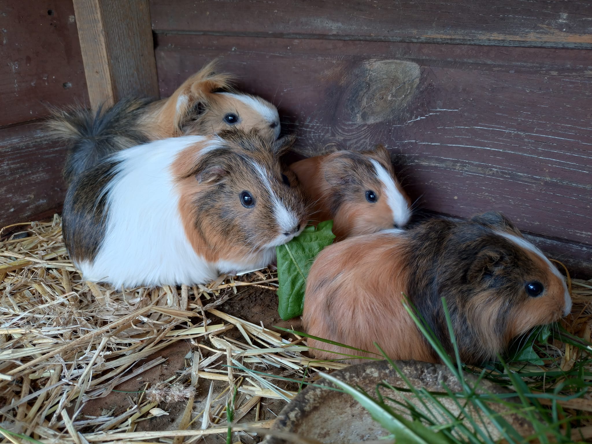 na prodej 1